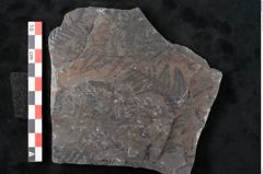 Foto (Detailansicht) von Senftenbergia crenata Lindl. et H. (NHMW-GEO-2024-0188-10941)